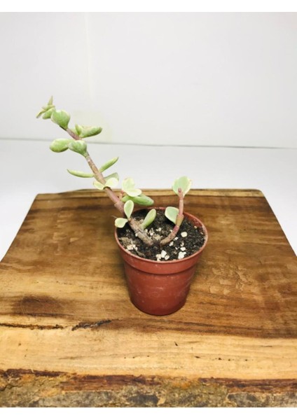 Portulacaria Afra fiyatları