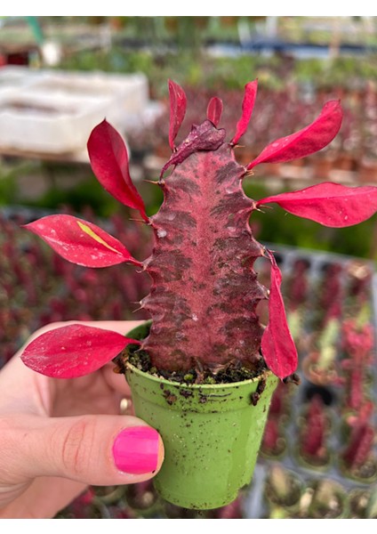 Süt Ağacı Kaktüs - Euphorbia Trigona Rubra modelleri