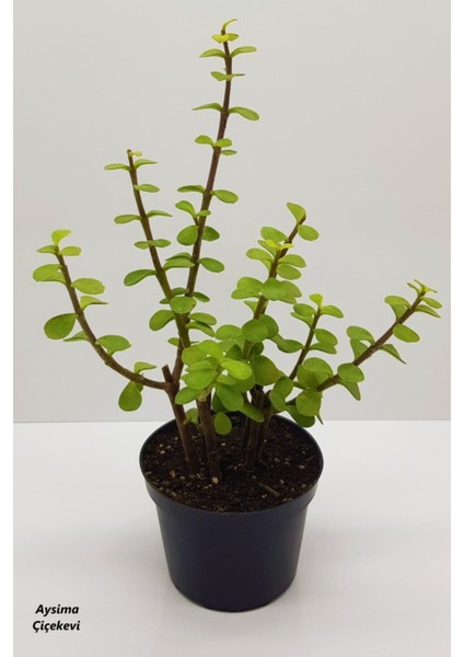 Bonsai Yeşim Ağacı Portulacaria Afra Sukulent 10CM Saksıda Uzunluk 30-35 cm Arasıdır