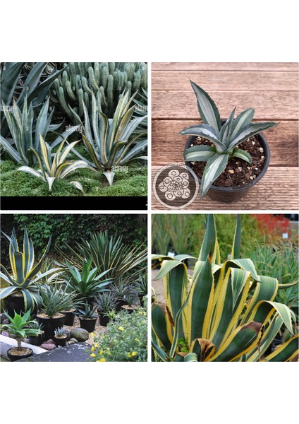 Agave Americana Fidesi Kampanya