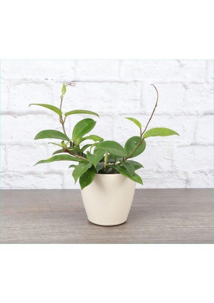 Mum Çiçeği Hoya Carnosa Seramik Saksılı