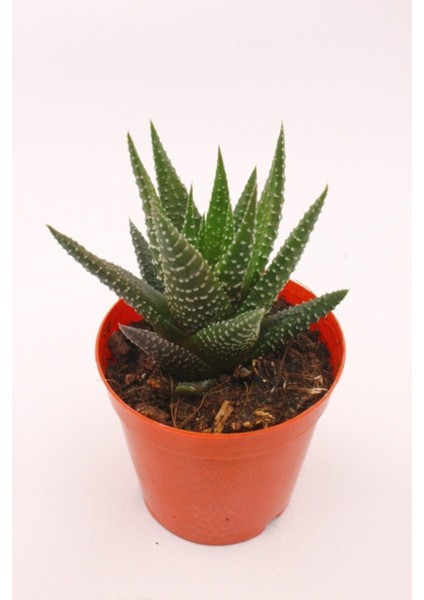 Haworthia Fasciata