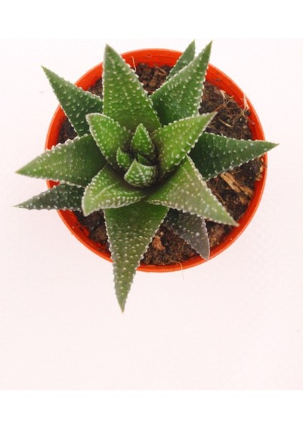 Haworthia Fasciata