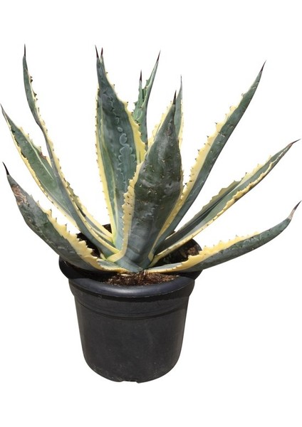 Agave Americana + Kaktüs