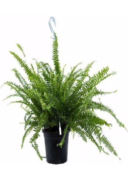 Askılı Aşk Merdiveni