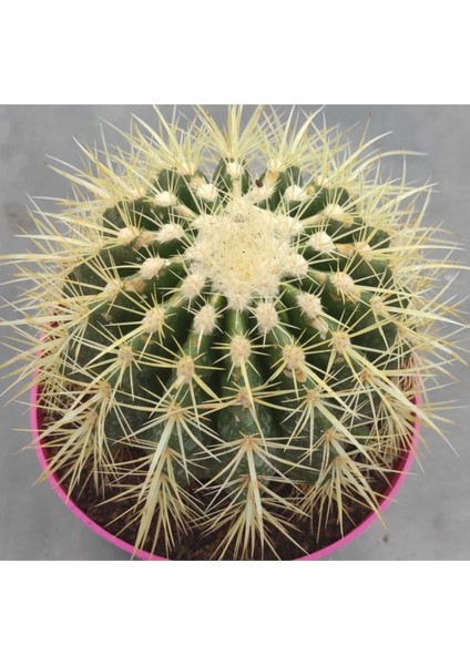 Echinocactus Grusonii