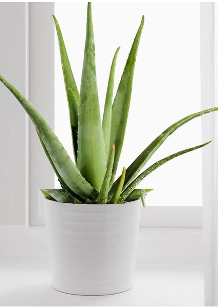 Şık Porselen De Büyük Boy Aloe Vera