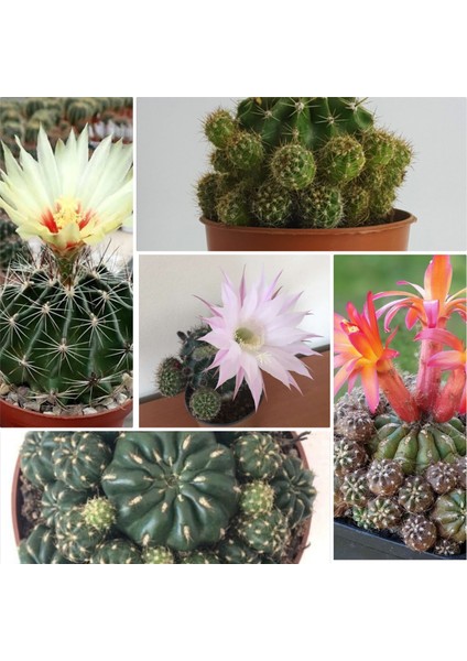 3 Çeşit Çiçek Açan 3 Adet Kaktüs
