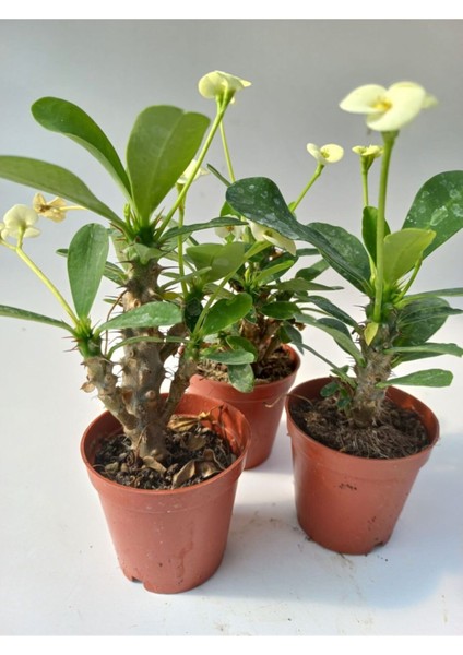 Euphorbia Milii Sarı(Dikenler Tacı)Çiçeği