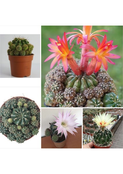 3 Çeşit Çiçek Açan 3 Adet Kaktüs