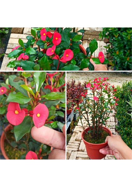 Dikensiz Milli Dikenler Tacı Özel Tür Büyük Boy