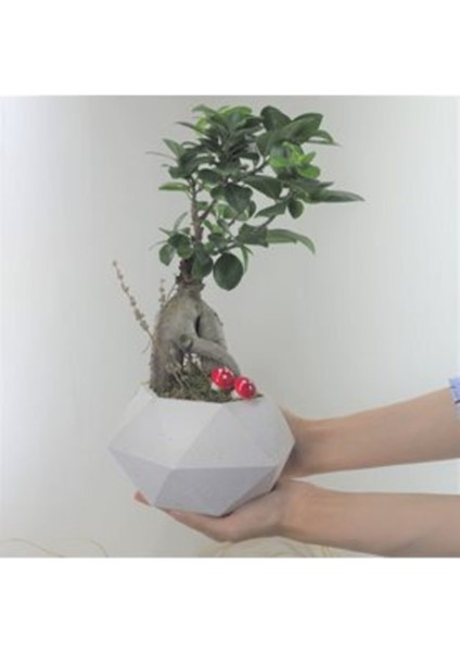 Ficus Ginseng Bonsai & Beyaz Geometrik Beton Saksıda Canlı Çiçek
