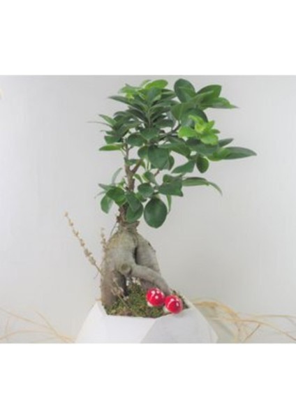Ficus Ginseng Bonsai & Beyaz Geometrik Beton Saksıda Canlı Çiçek modelleri