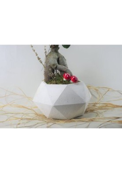 Ficus Ginseng Bonsai & Beyaz Geometrik Beton Saksıda Canlı Çiçek fırsatları
