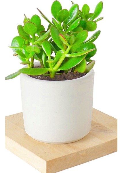 2 Adet Seramik Saksıda Crassula Ovata Para Çiçeği