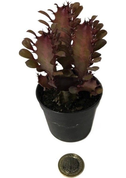 Euphorbia Trigona 'rubra' - Kaktüs fiyatları