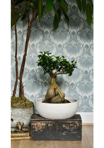 Dekoratif Saksıda Bonsai Ficus Gingseng 2500 gr Gövde 50 cm