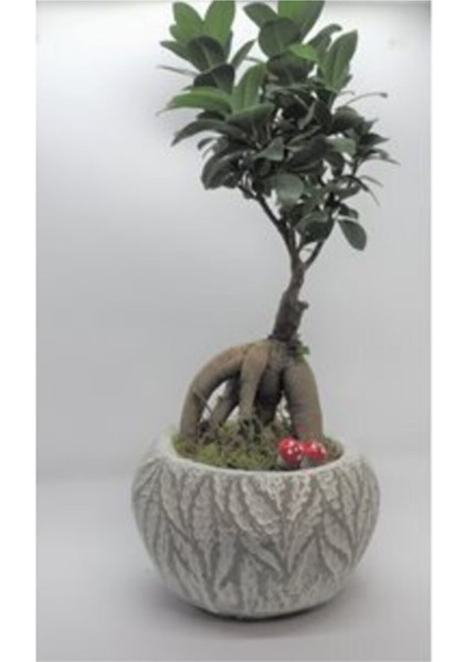 Ficus Ginseng Bonsai & Beyaz Vane Beton Saksıda Canlı Çiçek