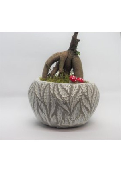 Ficus Ginseng Bonsai & Beyaz Vane Beton Saksıda Canlı Çiçek fırsatları