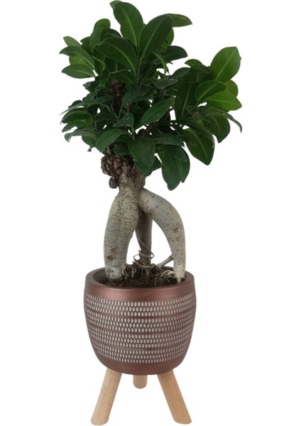 Kiremit Rengi Damla Saksıda Ficus Ginseng Bonsai