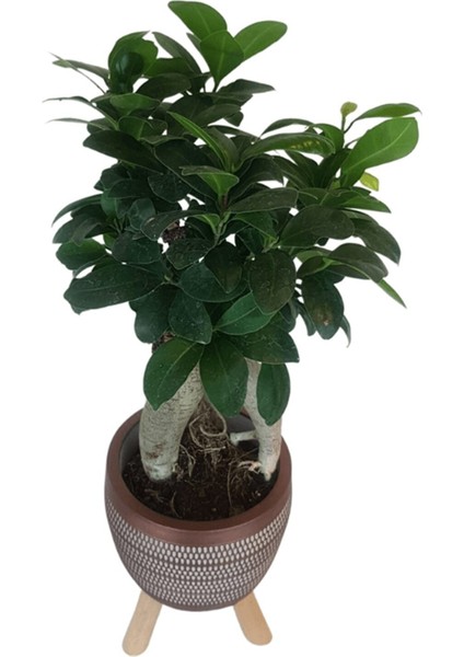 Kiremit Rengi Damla Saksıda Ficus Ginseng Bonsai fiyatları