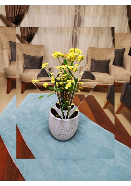 Büyük Beton Saksıda Büyük Sarı Dikenler Tacı