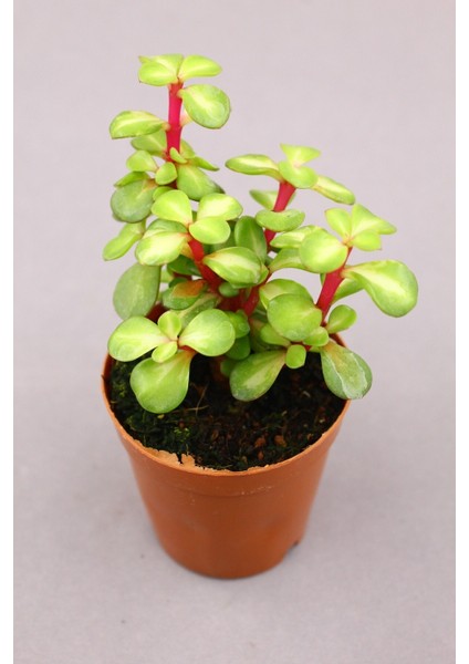 2 Âdet Portulacaria Afra Variegata Sukulent - 5.5 cm Saksıda