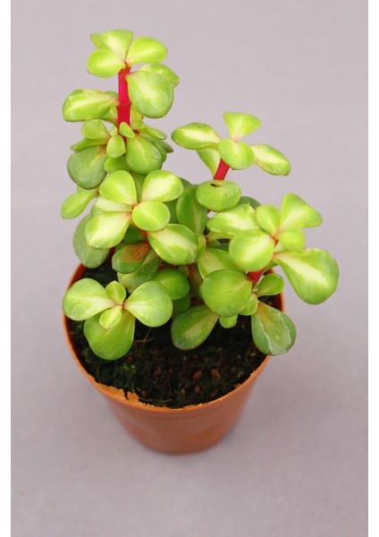 2 Âdet Portulacaria Afra Variegata Sukulent - 5.5 cm Saksıda