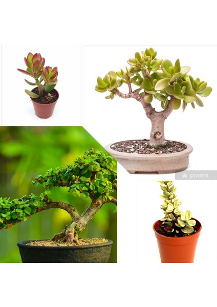 2 Tür Para Ağacı Crassula Ovata+Yeşim Ağacı Fidesi LLE8E