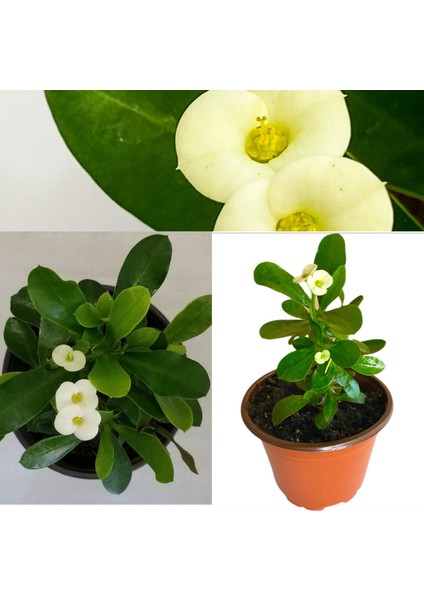 Euphorbia Beyaz Dikenler Tacı