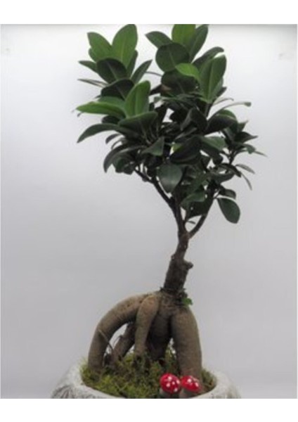 Ficus Ginseng Bonsai & Beyaz Vane Beton Saksıda Canlı Çiçek modelleri