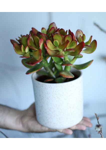 Crassula Ovata Bereket Çiçeği, Büyük Boy, Saksıda