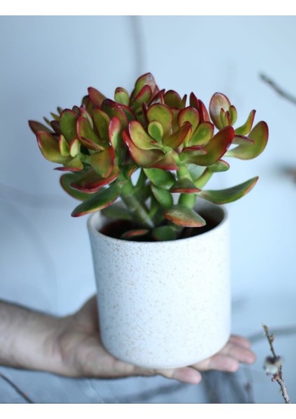 Crassula Ovata Bereket Çiçeği, Beyaz Seramik Saksıda