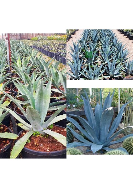 Agave Americana Orta Boy