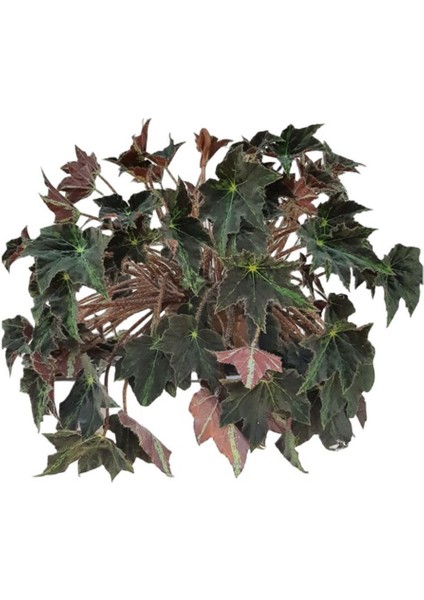 Begonya Black Fang modelleri
