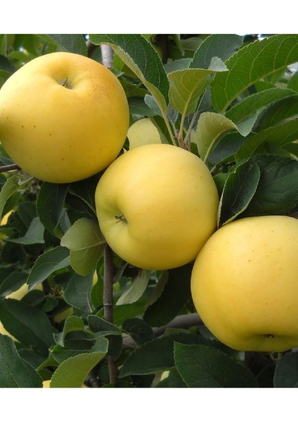 ( 6 Adet ) Aşılı Golden Elma Fidanı 3 Yaş
