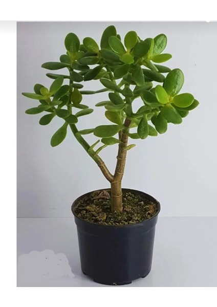 Bonsai Crassula Ovata Para Ağacı