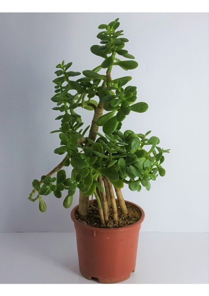 Bonsai Crassula Ovata Para Bereket Ağacı 10 Yaş