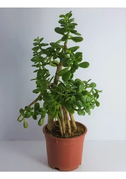 Bitkim Sende Bonsai Crassula Ovata Para Bereket Ağacı 10 Yaş