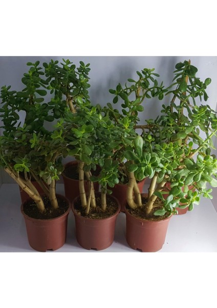 Bonsai Crassula Ovata Para Bereket Ağacı 10 Yaş