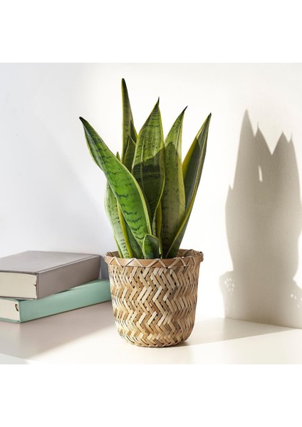 Klynnon Bambu Saksı - 12 cm Çap / 13 cm Yükseklik