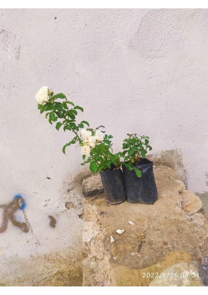 5 Adet Beyaz Gül Fidanı Kokuludur