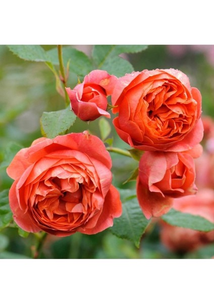 3 Adet Ponpon Nar Çiçegi Gül Fidanı Yediveren Kokulu 1,5 Yaş