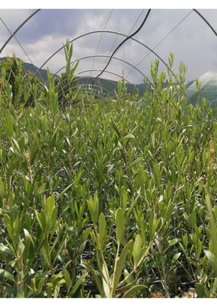 6 Adet Arbequina Bodur Zeytin Fidanı 1 Yaşlı 30-60 cm modelleri