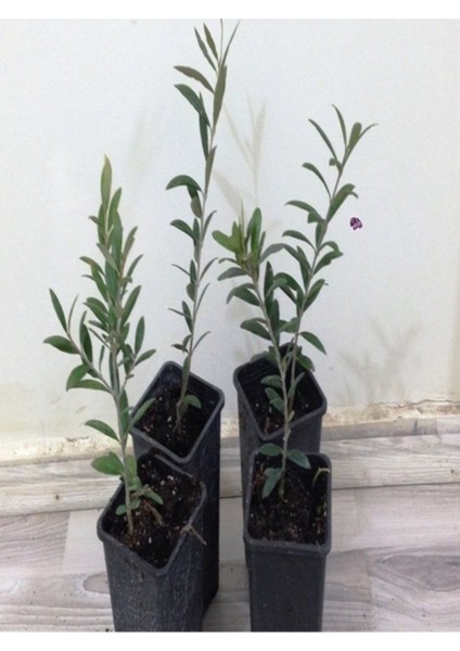 6 Adet Arbequina Bodur Zeytin Fidanı 1 Yaşlı 50-70 cm