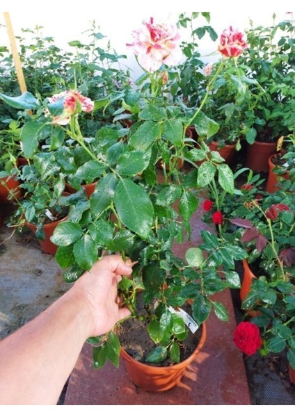 Tüplü Yediveren Aşılı Kokulu Türkiyem 4 Gül Fidanı ( 2 Yaş - Boy 50-90 cm )