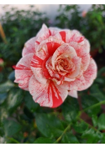 Tüplü Yediveren Aşılı Kokulu Türkiyem 4 Gül Fidanı ( 2 Yaş - Boy 50-90 cm ) fiyatları