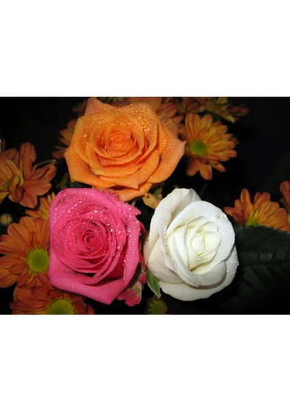 3 Adet Beyaz Pembe ve Narçiçegi Gül Fidanları Yediveren Kokulu 1,5 Yaşında