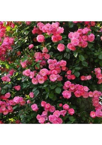 3 Adet Pembe Gül Fidanı Yediveren Sarmaşık Kokulu Saksılı 1,5 Yaşında