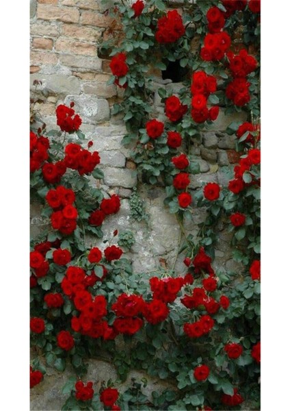 3 Adet Kırmızı Gül Fidanı Yediveren Sarmaşık Kokulu Saksılı 1,5 Yaşında